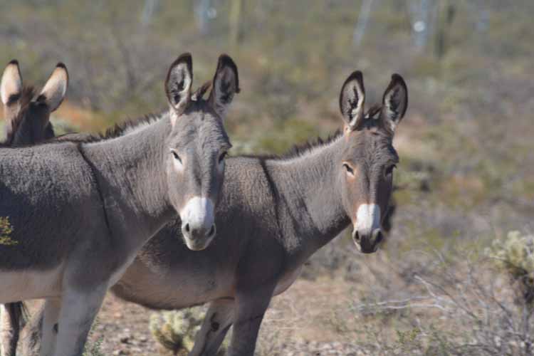 burros